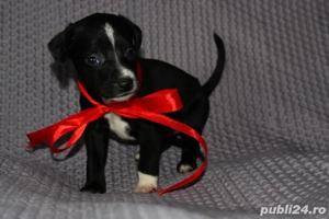 Donez cățeluși de talie medie. Detalii la nr. de tel. (  - imagine 2