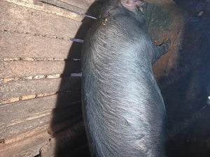 Porci de taiat pt craciun - imagine 3