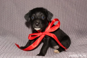 Donez cățeluși de talie medie. Detalii la nr. de tel. (  - imagine 4