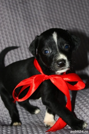 Donez cățeluși de talie medie. Detalii la nr. de tel. ( 