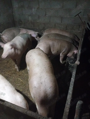 Porci de vanzare - imagine 3