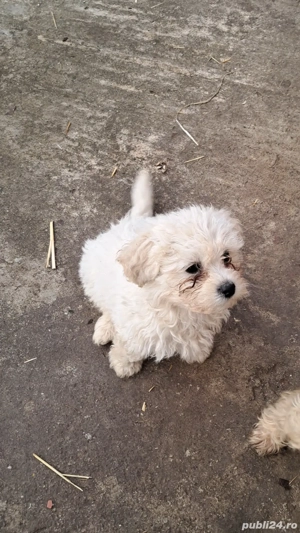 Donez catei jucausiii