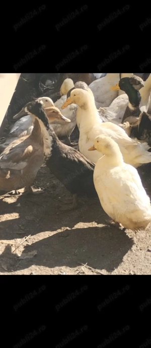 Rațe și gâște de vânzare vi sau tăiate 