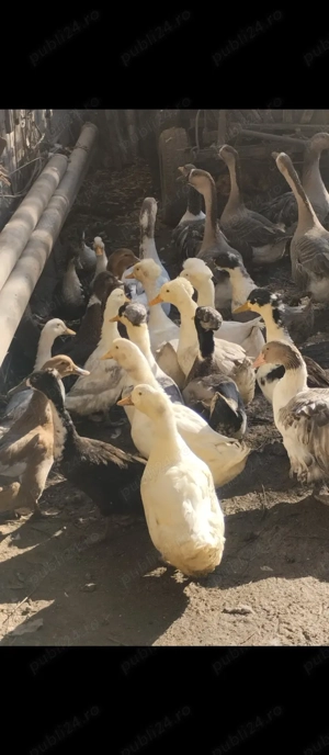 Rațe și gâște de vânzare vi sau tăiate  - imagine 2