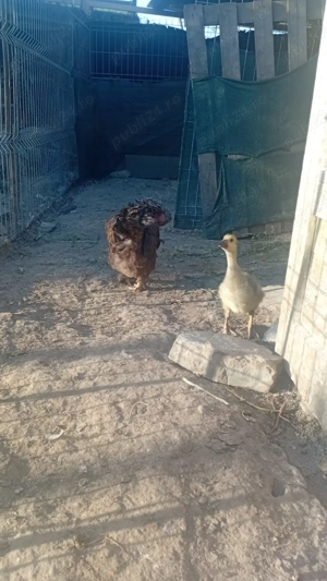 Păsări de curte pentru piftie 