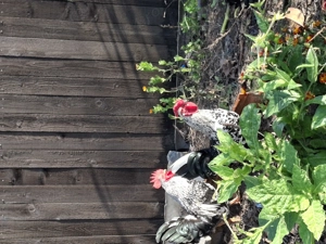 Păsări de curte pentru piftie  - imagine 5