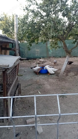 Păsări de curte pentru piftie  - imagine 2