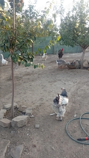 Păsări de curte pentru piftie  - imagine 3