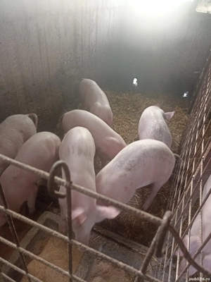 De vânzare Purcei  - imagine 3