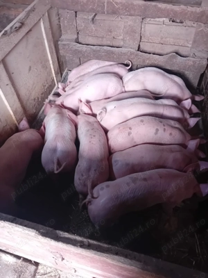 Purcei de vânzare  - imagine 2