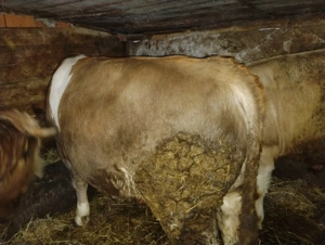 Vând taure bălțat de 650 kg - imagine 4