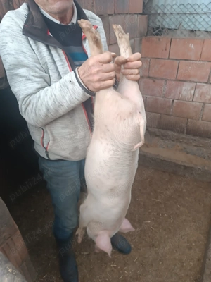 Vând purcei de carne - imagine 4