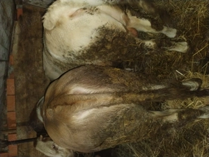 Vând taure bălțat de 650 kg - imagine 3