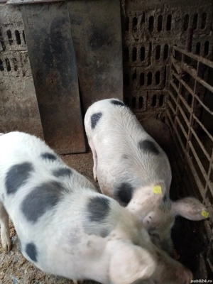 Vad porci  - imagine 2