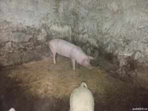 De vânzare porci  - imagine 4