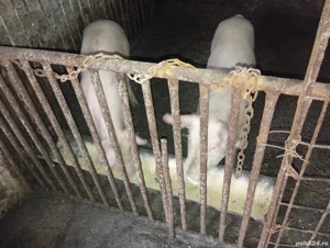 De vânzare porci  - imagine 3