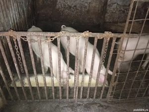 De vânzare porci  - imagine 2