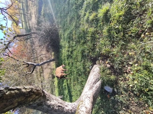 Vând capra alpina franceza  - imagine 5