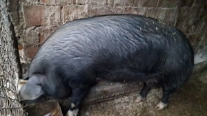 Vând porc  purcea  - imagine 2