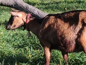 Vând capra alpina franceza 