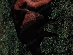 Vând capra alpina franceza  - imagine 3