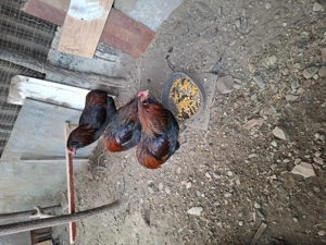 Cocosi Araucana - imagine 4