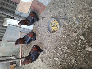 Cocosi Araucana - imagine 3