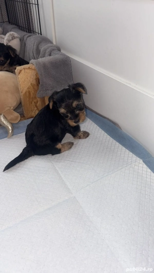 York Shire Terrier - imagine 4