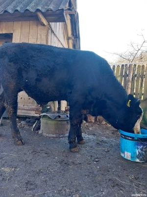 vițel de vanzare holstain - imagine 2