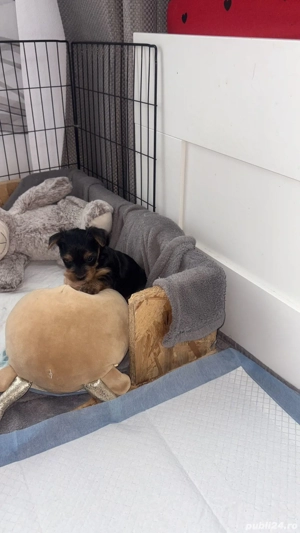 York Shire Terrier - imagine 5