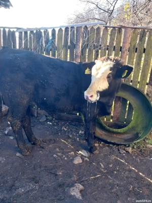 vițel de vanzare holstain