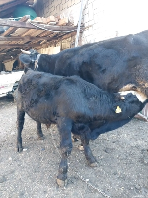 vițel de vanzare holstain - imagine 3