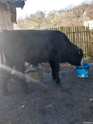 vițel de vanzare holstain - imagine 4