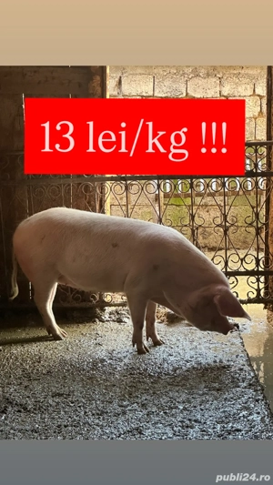 vând porci crescuți natural 