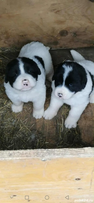 Pui Ciobanesc Bucovina - imagine 2