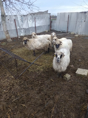 Vând 6 oi  - imagine 2