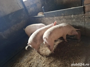 porci de tara 80-180 kg