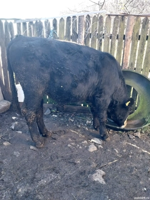 vițel de vanzare holstain - imagine 5