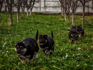 Ciobănesc Est European - imagine 5