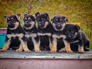 Ciobănesc Est European