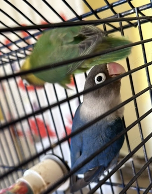 Vând pereche de papagagali agapornis 