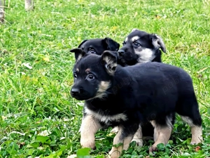 Ciobănesc Est European - imagine 4