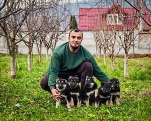 Ciobănesc Est European - imagine 3