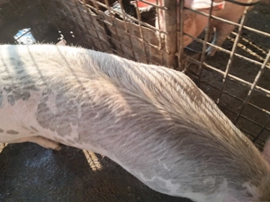 Porc de vânzare, cca. 170 kg.,  15 lei kg.crescut în gospodărie cu mâncare naturală. - imagine 2