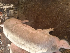 Porc de vânzare, cca. 170 kg.,  15 lei kg.crescut în gospodărie cu mâncare naturală. - imagine 4