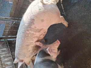 Porc de vânzare, cca. 170 kg.,  15 lei kg.crescut în gospodărie cu mâncare naturală. - imagine 3