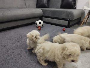 Bichon maltez puiuți  - imagine 4