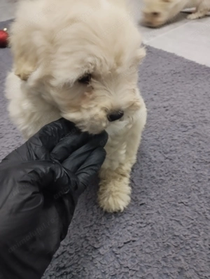 Bichon maltez puiuți  - imagine 5