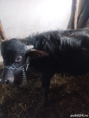 vand vitel  - imagine 2