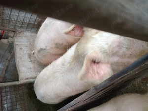 Vând  porci intre 100-200 kg - imagine 4